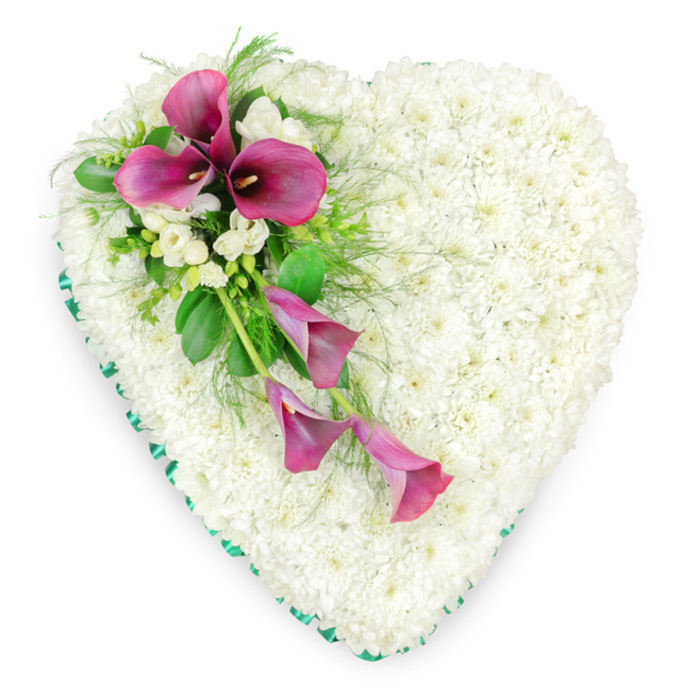 In this image, a generously sized heart-shaped floral tribute rests against a bright white background, appearing almost to float because of the crisp contrast. The heart is completely filled with tiny, snow-white spray chrysanthemums, each bloom turned upward so that together they create a seamless, plush surface reminiscent of a soft quilt or a cushion carefully smoothed by hand. Their closely packed petals form a gentle, rippled texture, and the purity of the white suggests peace, respect, and a tender farewell. A narrow band of emerald green satin ribbon edges the heart, its smooth, reflective surface catching hints of light and neatly defining the outline. This ribbon border adds a refined finish and a subtle touch of colour that mirrors the fresh greenery within the floral spray. Crossing from the upper left curve of the heart diagonally towards the lower centre is a striking cluster of deep magenta and fuchsia calla lilies. At the top of this cluster, several calla lilies are fully open, their sculptural trumpet shapes curving elegantly around dark, central spadices. Below them, more slender, partly unfurled blooms trail gracefully downward, imparting movement and a feeling of a gentle floral stream flowing over the white chrysanthemum base. Interwoven among the calla lilies are small clusters of white freesias or similar trumpet-shaped blossoms, their delicacy adding contrast and a suggestion of soft fragrance. Surrounding everything is an arrangement of lush foliage, including glossy green leaves and airy fern-like fronds that introduce texture and depth. The overall effect is a beautifully balanced funeral tribute, the kind a Mortlake family might choose to farewell a loved one, suitable for services held near the river, at Mortlake Cemetery, or in the quiet streets leading towards Richmond.