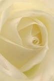 A close-up portrait of a single cream-white rose fills the frame, its petals spiralling inward with meditative grace, like a quiet breath drawn at dawn over Mortlake Green. The outer petals are a soft, velvety ivory, gently cupped and slightly translucent at the edges, so the light passing through them creates a halo of pale warmth. Moving toward the centre, the rose deepens into richer cream and faint lemon tones, each inner petal folding over the next in a calm, precise rhythm. The texture looks matte yet luxuriously smooth, evoking the feel of brushed silk or fine satin beneath your fingertips. Gentle, diffused lighting washes over the bloom, picking out the curves and tiny shadows between the layers without a harsh highlight in sight, giving the flower an almost dreamlike stillness. There is no visible stem or foliage; the camera is so close that the world beyond this one blossom disappears, leaving only the rose and its intimate quiet. As a Mortlake florist, I see in this image the perfect expression of reverence and tenderness, ideal for sympathy flowers delivered to a family home near the river, a thoughtful tribute for a memorial at St Mary's, or a simple gesture of admiration sent to a loved one along Lower Richmond Road. The imagined fragrance is soft and clean, with a whisper of sweetness that never overwhelms, matching the rose's visual calm. Every curve, every subtle shift from white to cream, speaks of care and craftsmanship, the kind of bloom chosen deliberately when words feel too clumsy and only a pure, elegant flower will do.